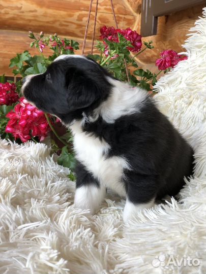 Щенок бордер колли мальчик