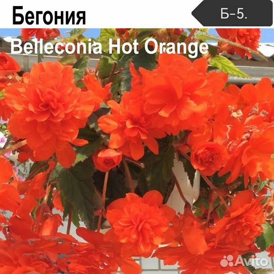 Бегония Belliconii (ампельная)