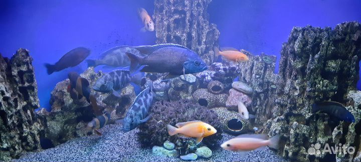 Малавийские цихлиды