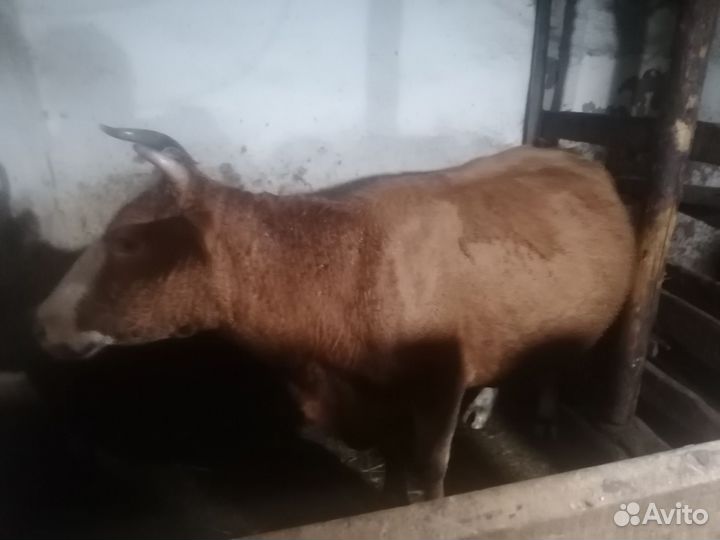 Корова стельная дойная