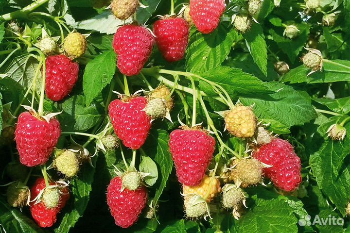 Саженцы малины