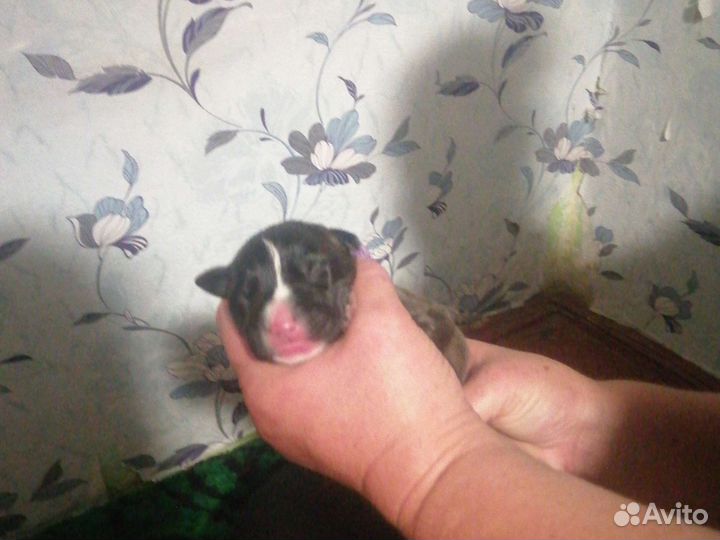 Щенки питбультерьера