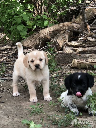 Щенки спаниеля