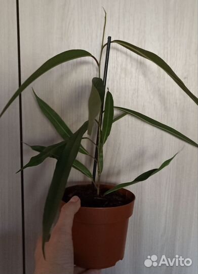 Фикус амстел кинг