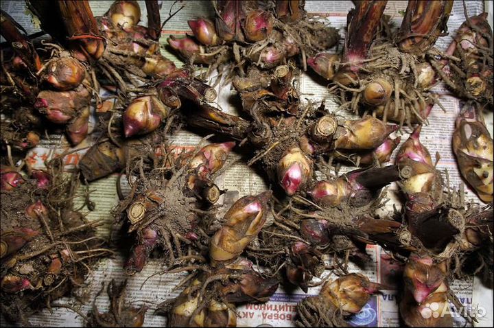 Цветы канны