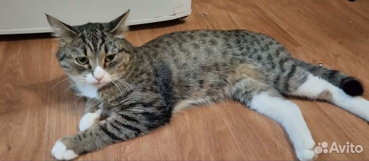 Кошка ищет дом