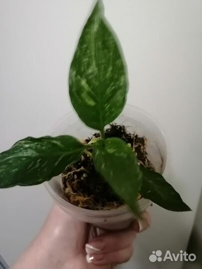 Спатифиллум gemini