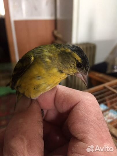 Певчие птицы