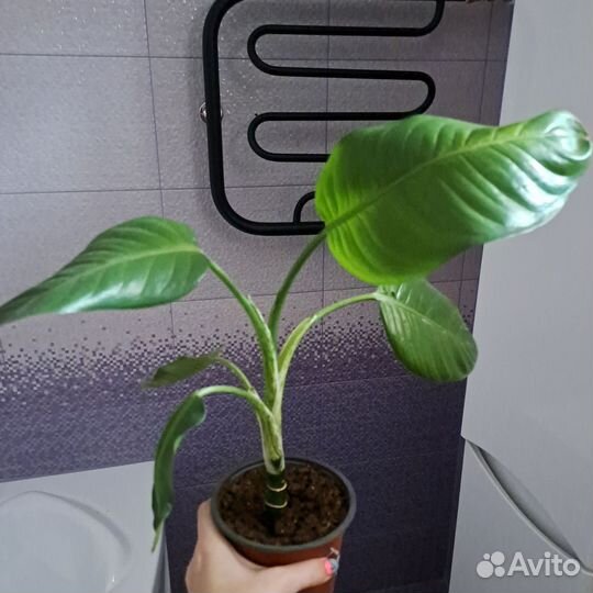 Диффенбахия