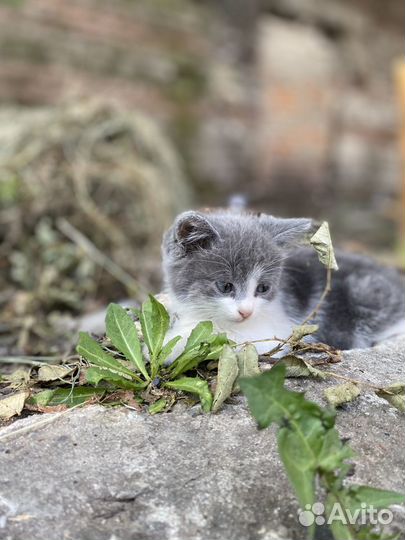 Кошечка с котенком в добрые ручки