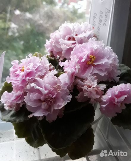 Сортовые фиалки 2