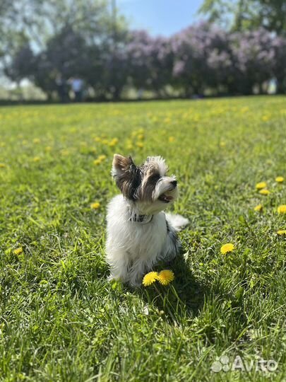 Случка / вязка кобель Бивер йорк