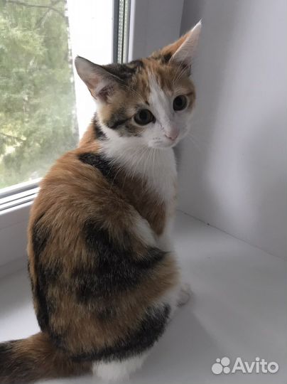 Кошка