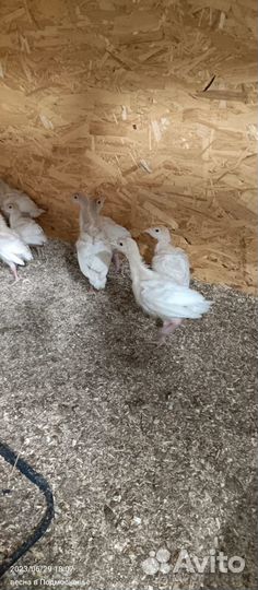 Индюшата биг 6