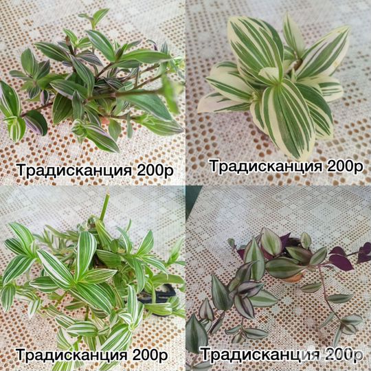 Комнатные цветы