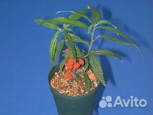 Дебрегеасия съедобная