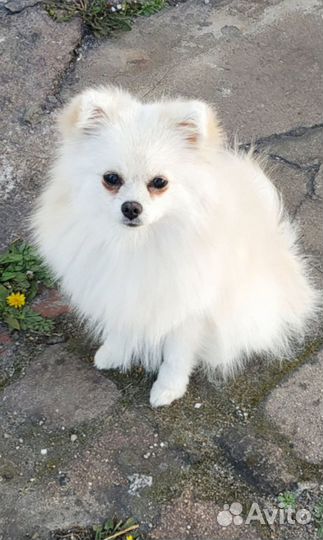 Шпиц вязка девочка