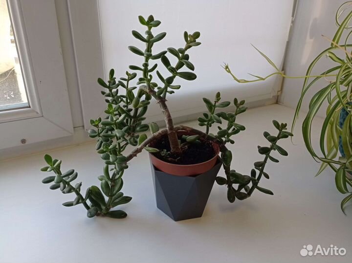 Суккуленты, хавортия, крассула, денежное дерево