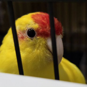 Попугай какарик самец