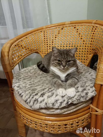 Отдам в добрые руки