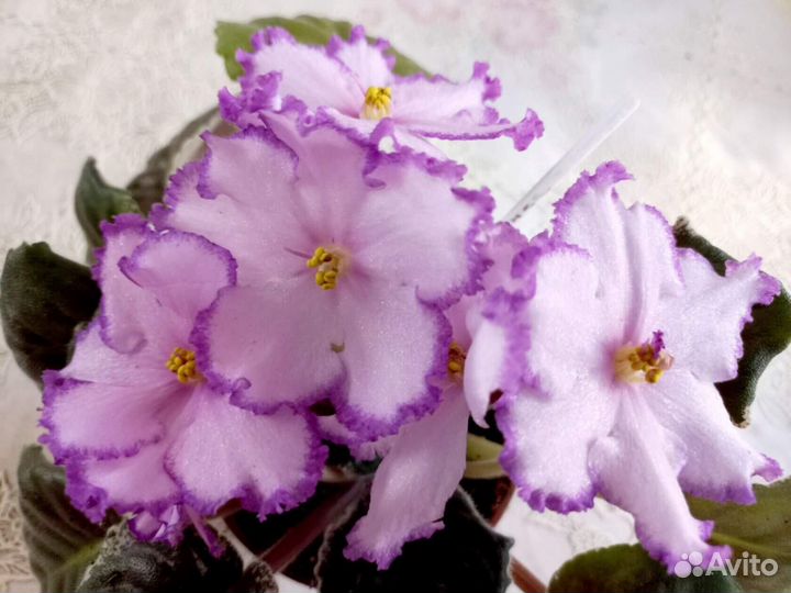 Продам сортовые фиалки