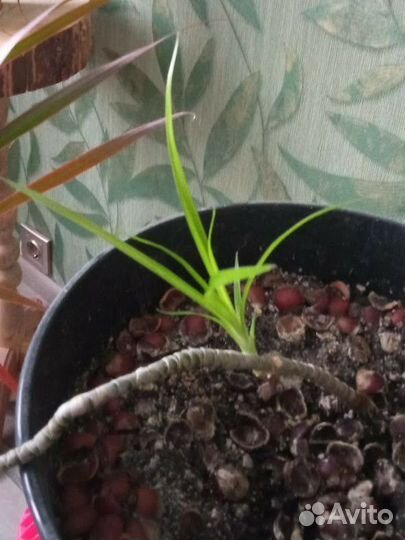 Пальма драцена