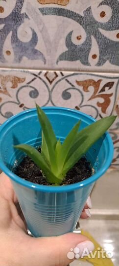 Цветок Алоэ вера