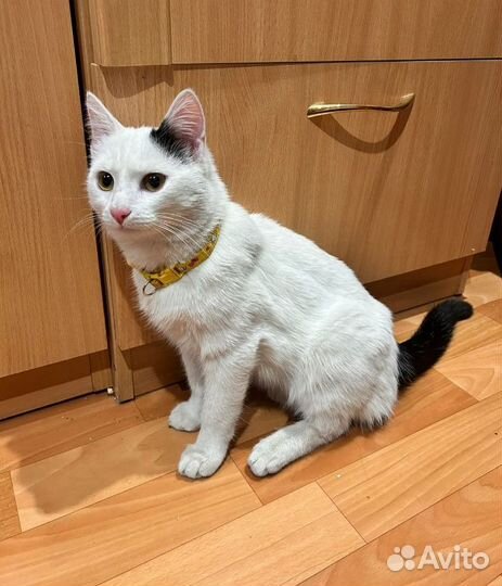 Ищем новых хозяев для кота. Ласковый, общительный