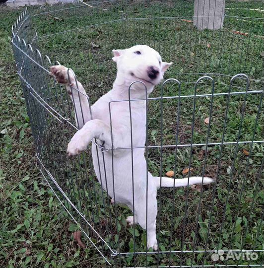 Парни бульки