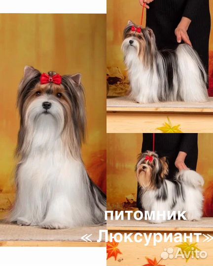 Щенки бивер йорка