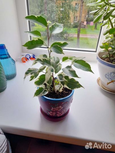 Фикус бенджамина