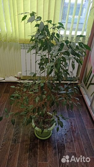 Фикус бенджамина большой