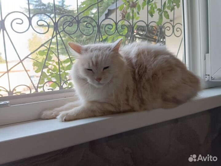 Курильский бобтейл