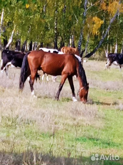 Продам жеребца быков на мясо