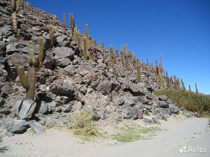 Кактус цветущий трихоцереус атакамский