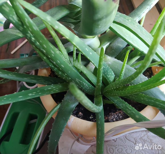 Алоэ столетник