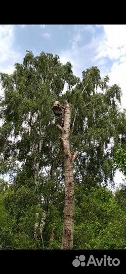 Спил деревьев