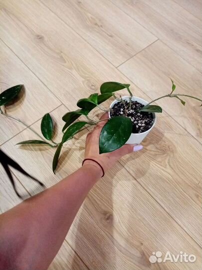 Хатиора, хойя, сингониум пинк