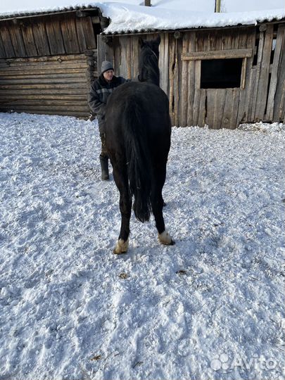 Жеребец Орловский рысак