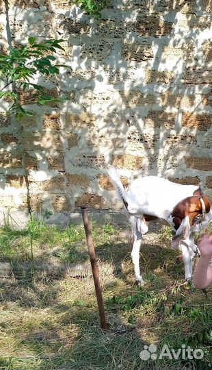 Козёл Камори