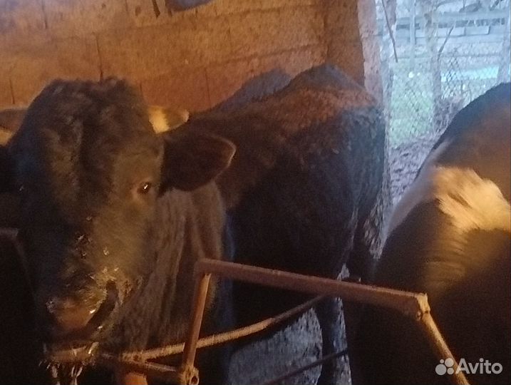 Бычки на мясо