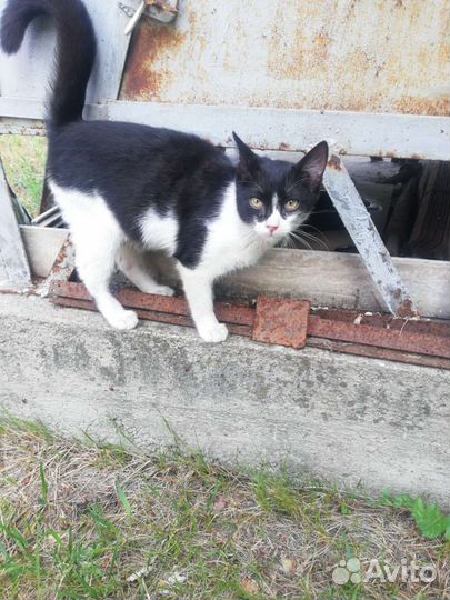 Котята с завода, бесперебойное производство