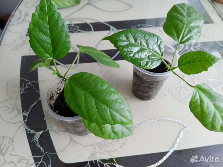 Гибискус китайская роза