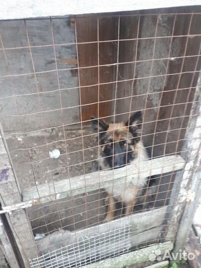 Отдам в добрые руки