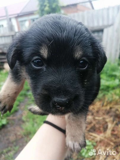 Собаки бесплатно