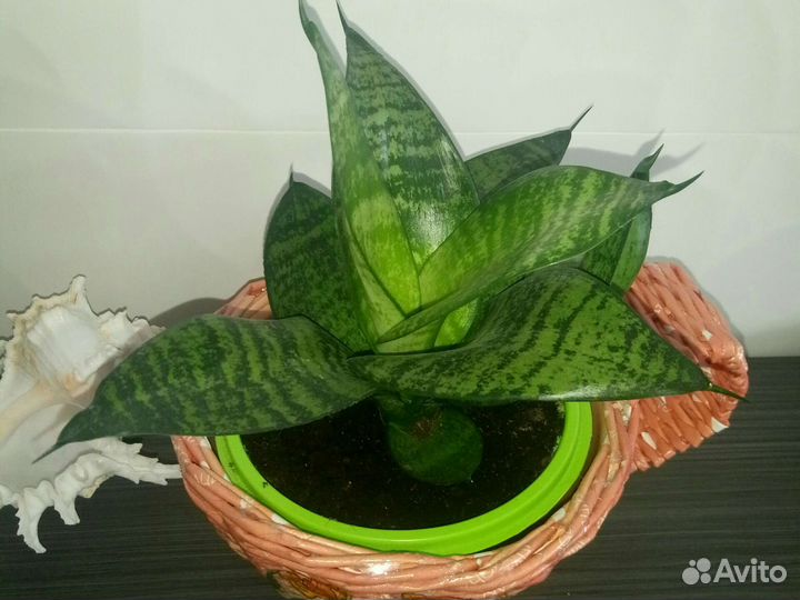 Цветы комнатные