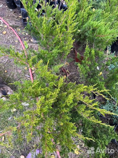 Можжевельники стелющиеся и колоновидные