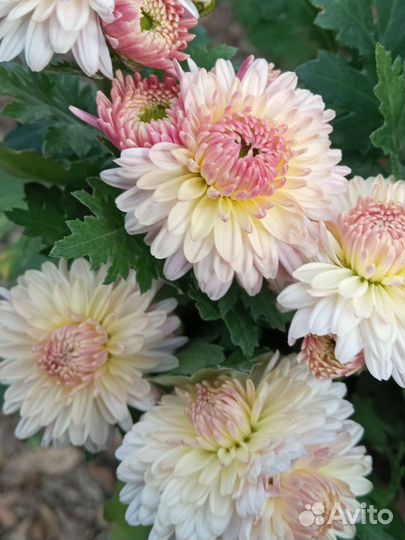 Многолетние цветы