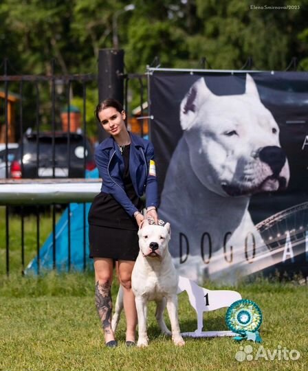 Кобель аргентинского дога на вязку