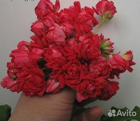 Сортовая пеларгония